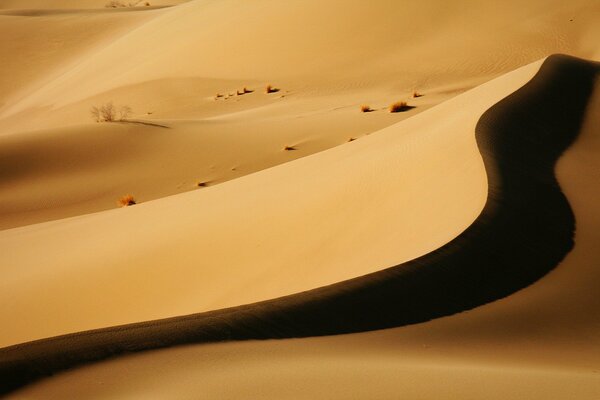 Desert at sunset. Shadows of the dune