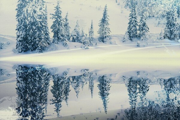 Winterlandschaft: Fichten im Spiegelbild der Wasseroberfläche