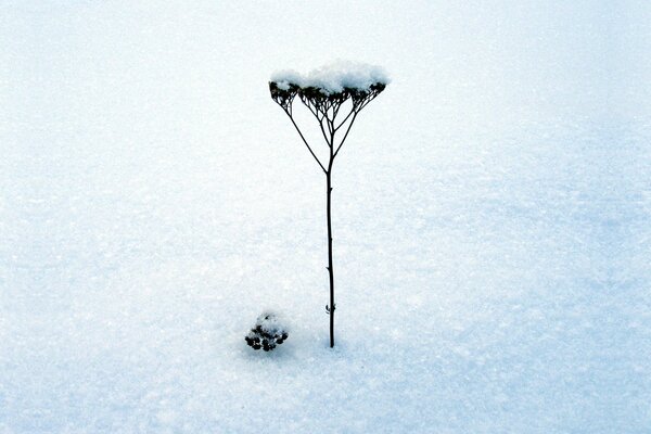 Stiel im Winter mitten im Schnee