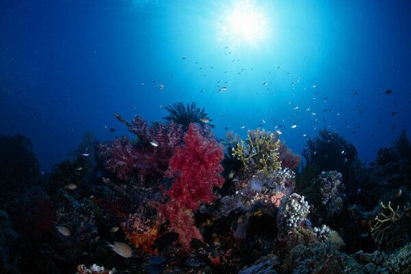 Corals illuminated by sunlight at the bottom of the sea