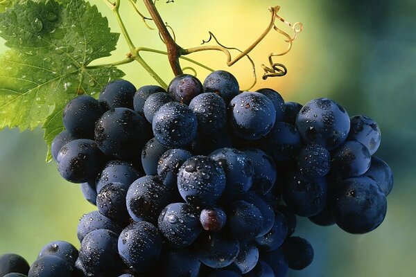 La hoja se alegra de que las uvas estén salpicadas de gotas de rocío