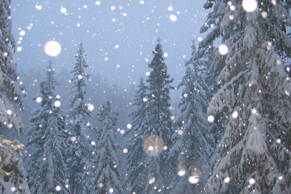 La neige tombe sur les conifères