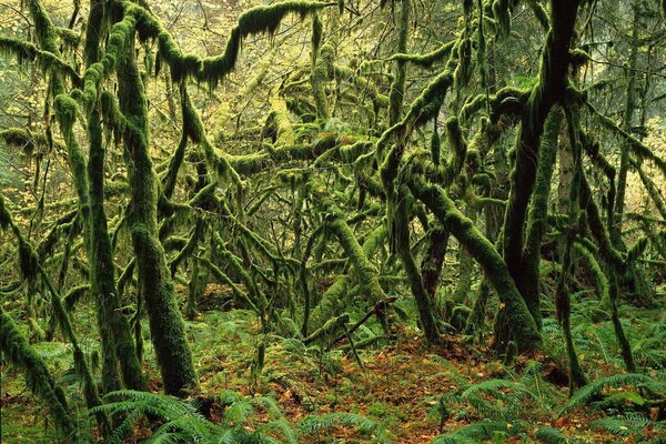 Thickets of branches in the moss during the day