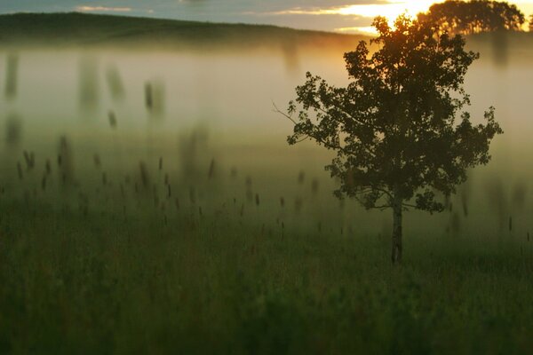 Paisaje árbol solitario en la niebla