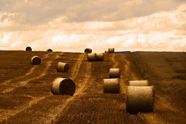 Heu auf dem Feld reinigen