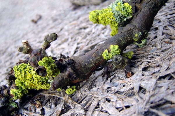 A tree branch covered with green moss