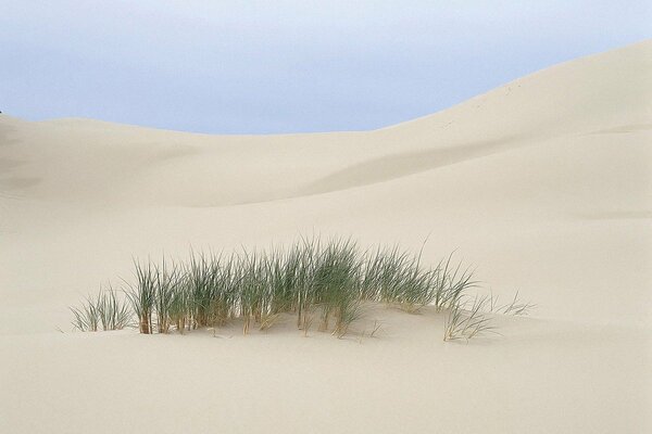 Eine Grasinsel mitten im Sand in der Wüste