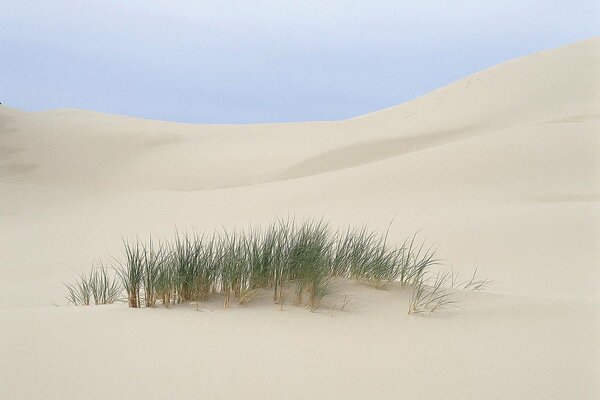 An island of grass in the middle of sand in the desert