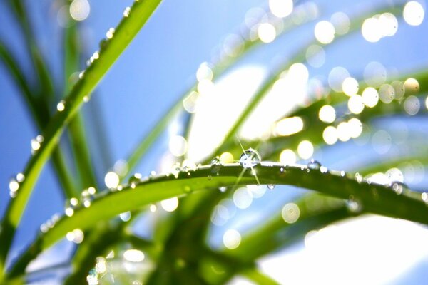 Gouttes de rosée comme des diamants dans la lumière