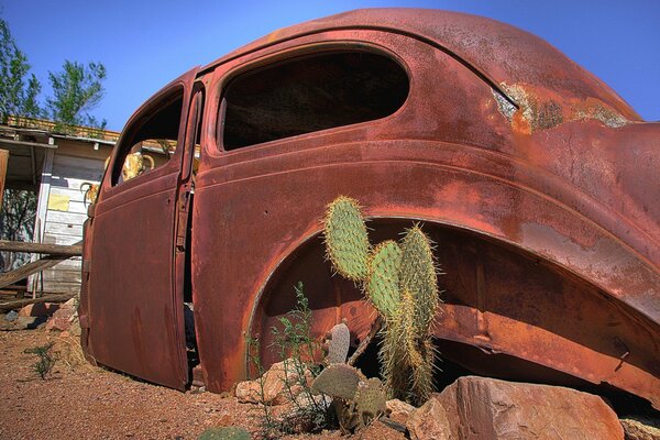 Cactus en el fondo de una máquina oxidada
