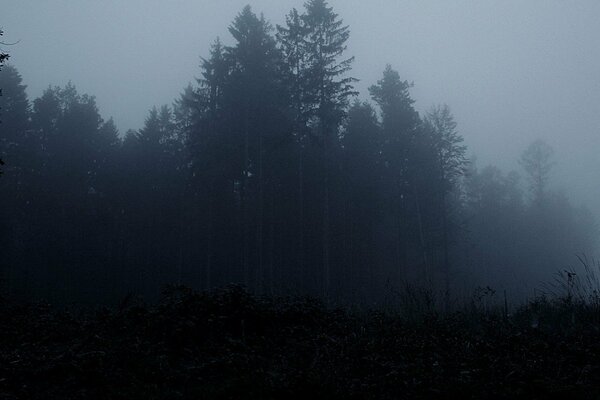 Ein dunkler Wald, der in einem dunklen Nebel ertrunken ist