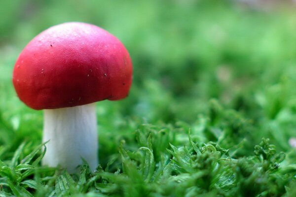 Ein Krieger auf dem Feld. Pilz im Gras