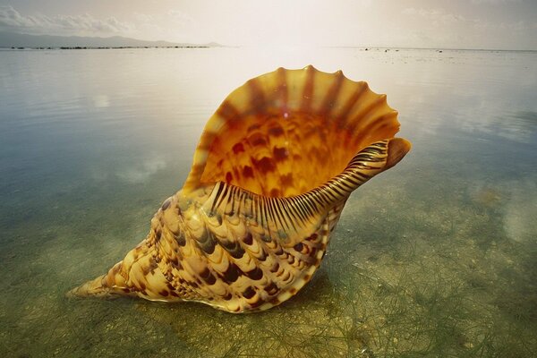 A large shell on the shore with clear water