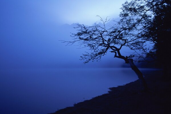 Baum im Nebel über dem See