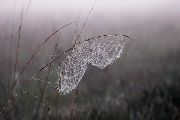 Rosée du matin après le brouillard