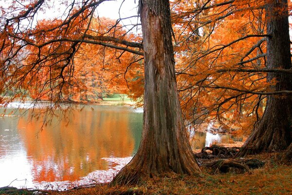 Il vecchio albero incontra l autunno vicino all acqua