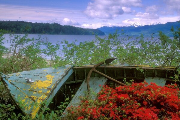 An old boat on the shore, overgrown with flowers