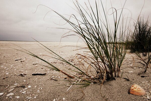 The shell is lying on the sand next to the grass