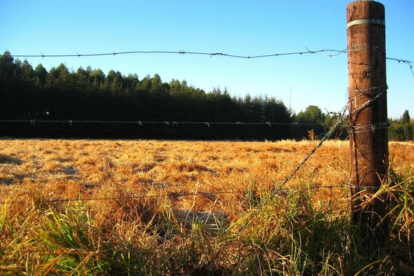 Recinzione vicino alla foresta nel campo