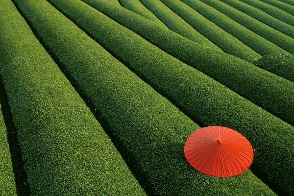 Smooth bushes that are covered with a red umbrella