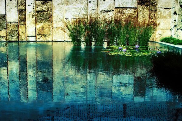 Blue pond with reeds and mud