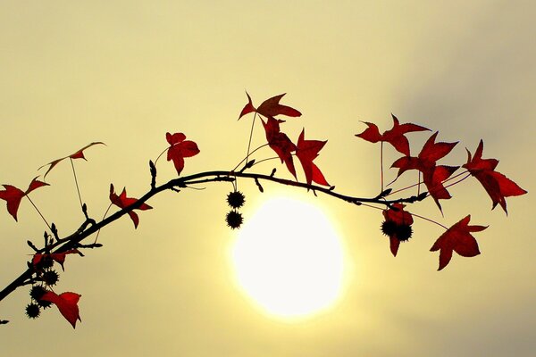 Rote Blätter auf dem Hintergrund der Sonne