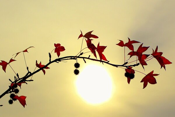 Красные листья на фоне солнца