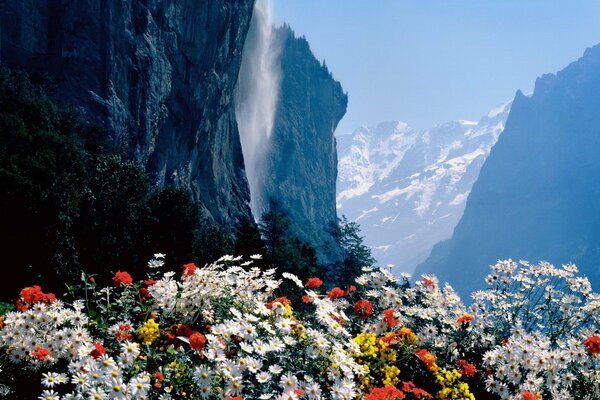 Beautiful flowers on the background of mountains and waterfalls in Switzerland