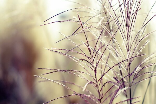 Herbe sur fond flou plante automne