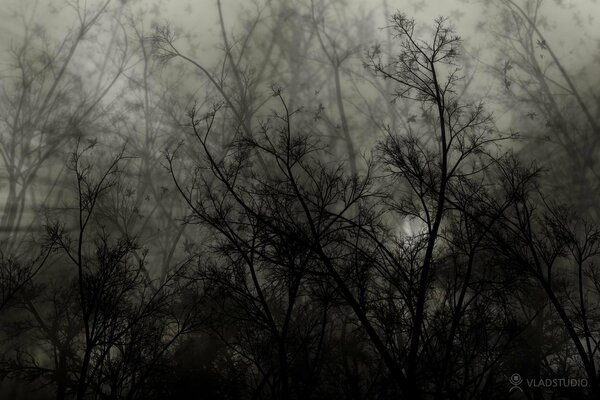 Gray depressing image of tree branches