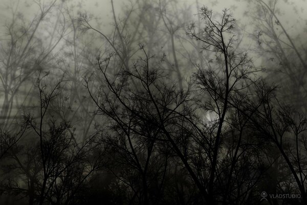 Image oppressante grise de branches d arbres