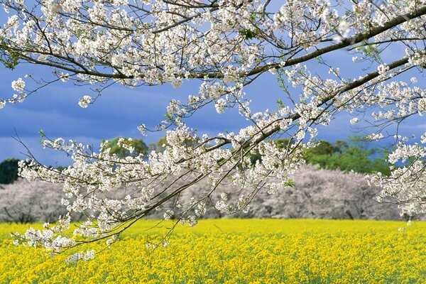 Flor de cerezo en Japón