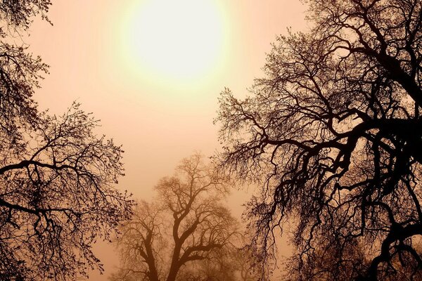 Verzauberte Bäume lassen die Sonne frei