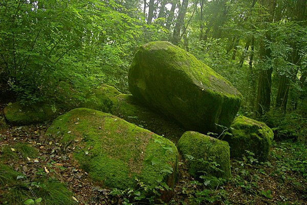 Grandi pietre coperte di muschio