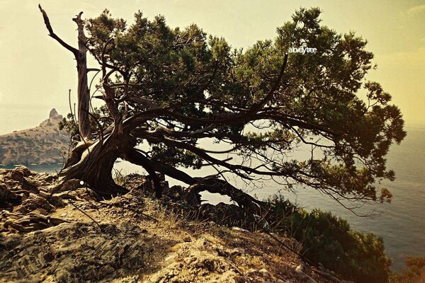 Ein einsamer Baum auf einem Felsen