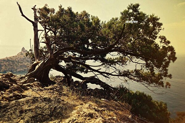 Un árbol solitario en una roca