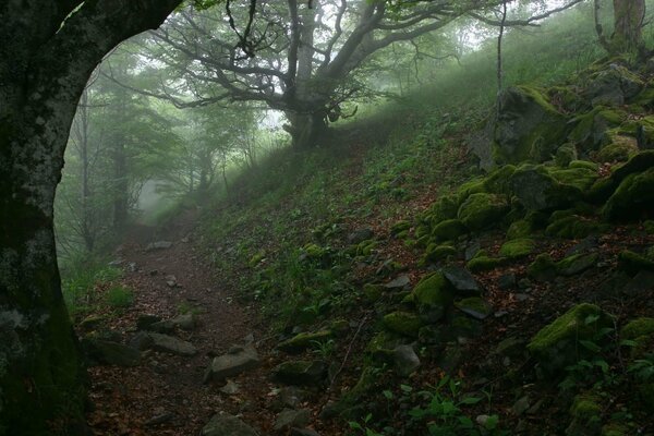 Le matin, les arbres dans le brouillard ont l air effrayant