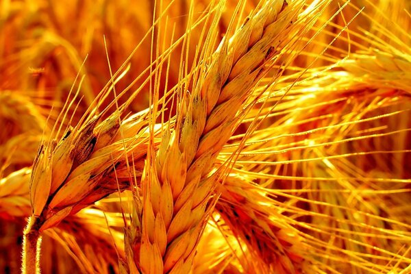 Yellow spikelets of rye close-up