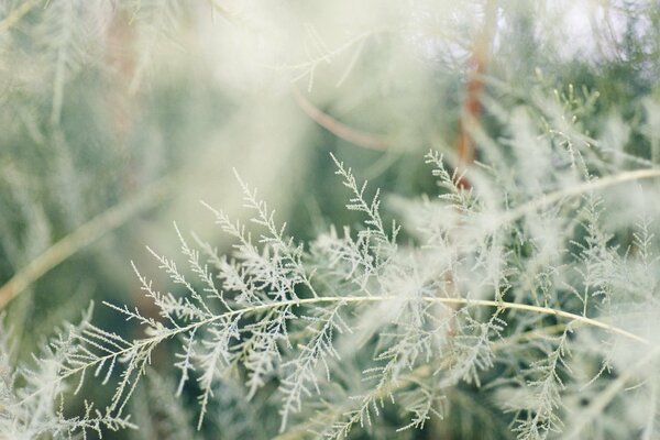 A white branch on a blurry background