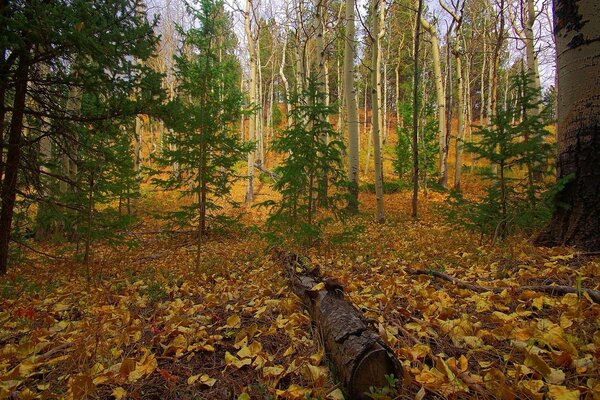 Autumn yellow forest with green fir trees