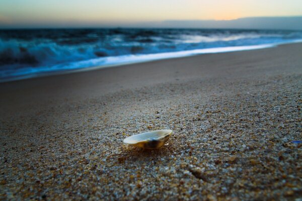 L océan a porté un coquillage à terre