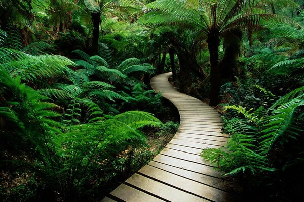 Wooden path between fern bushes