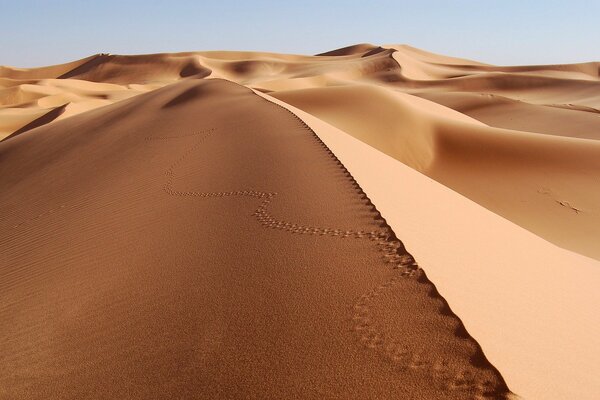 Tracce nel deserto sulla sabbia