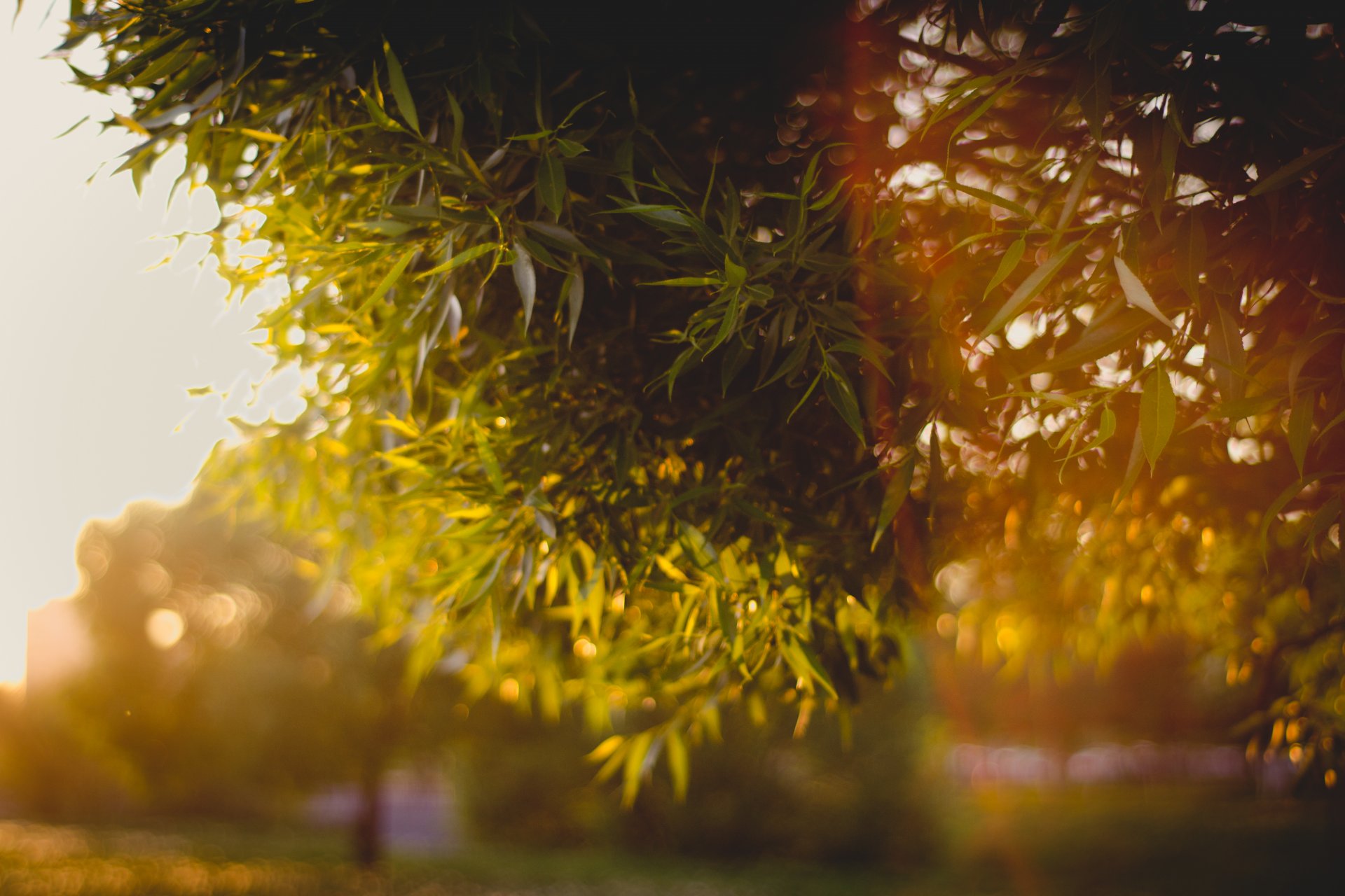 blätter zweige bokeh