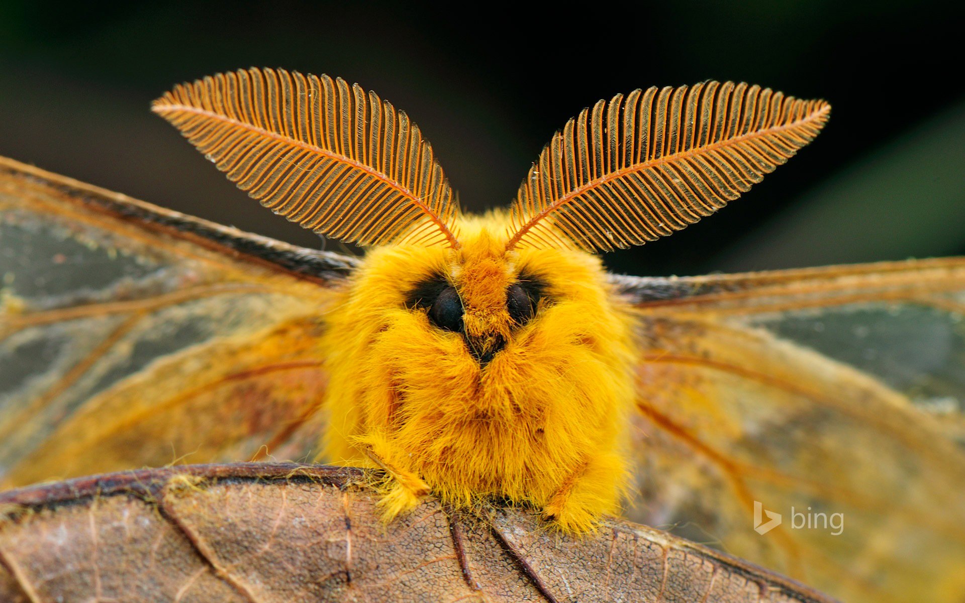 china moth insect eyes wings sheet nature