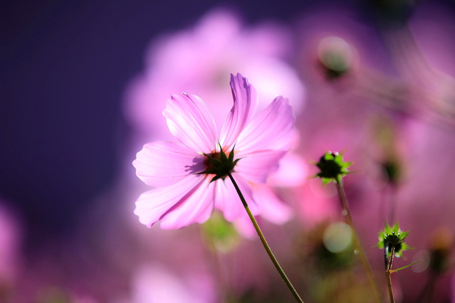 cosmea fleur bourgeons macro lumière fond