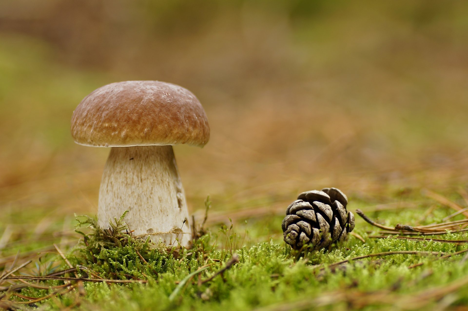 mushroom bump moss forest close up