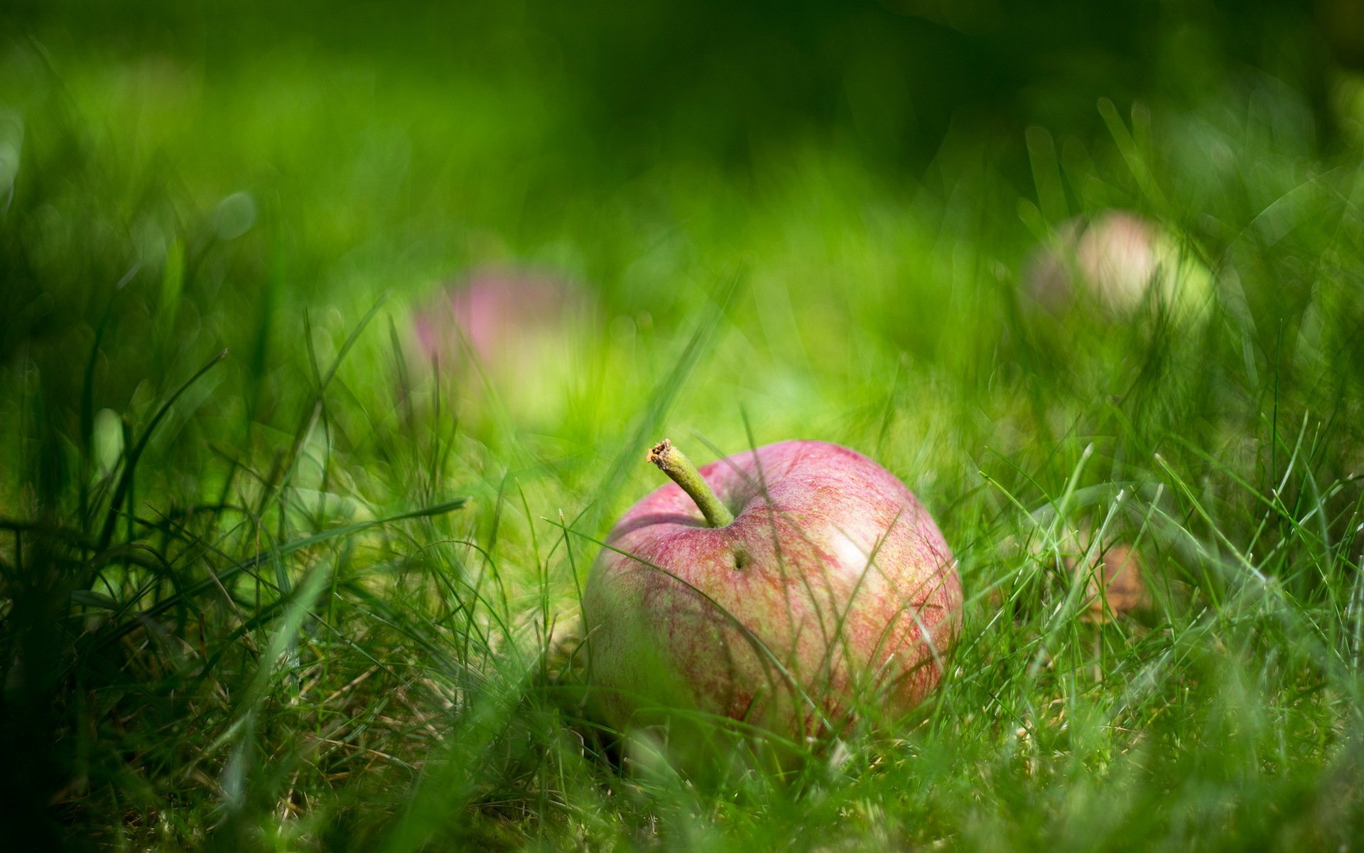 manzana hierba macro