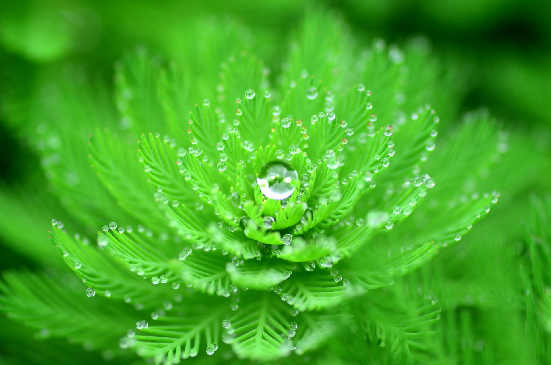 pianta foglie gocce rugiada acqua natura