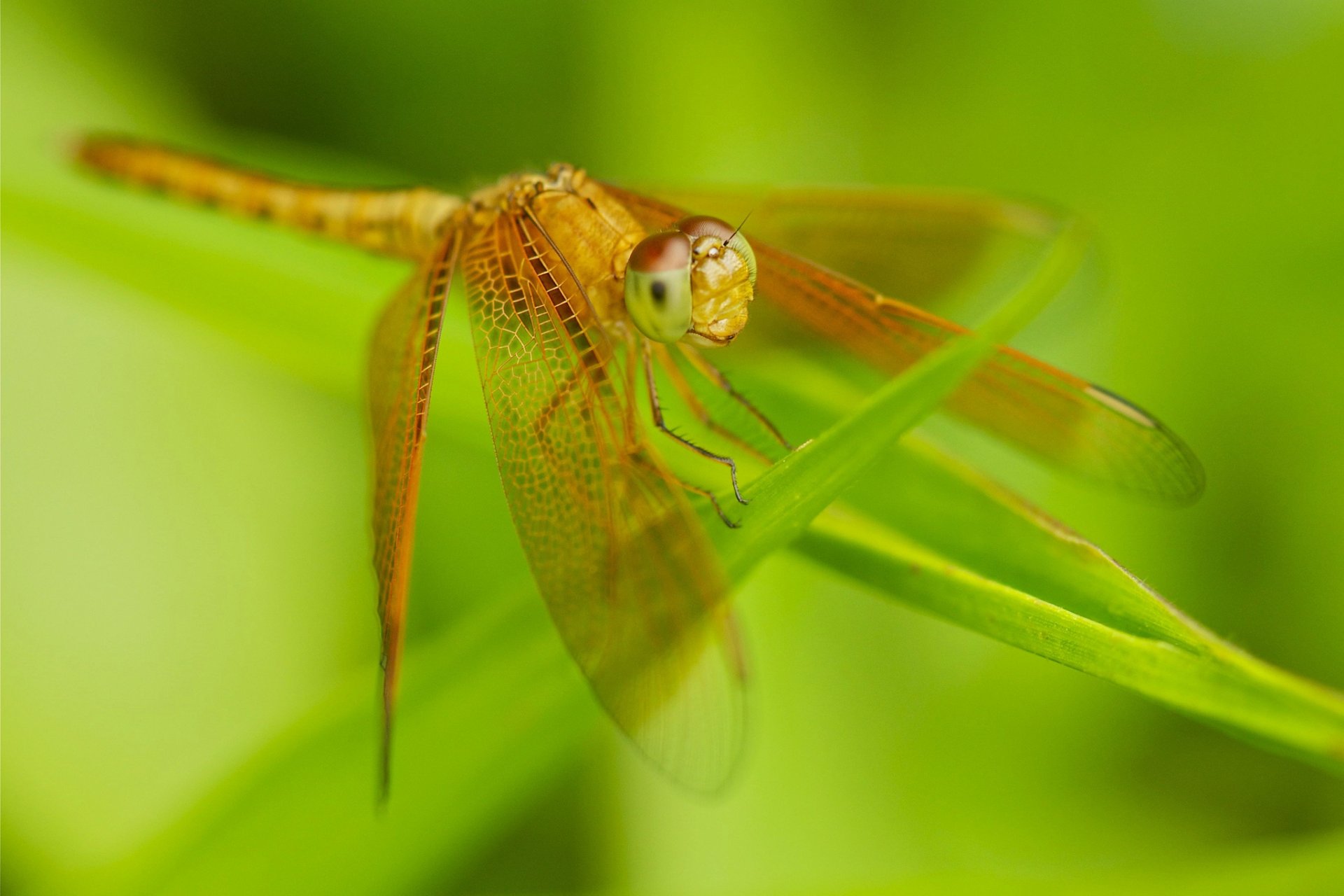 libellule insecte ailes herbe nature